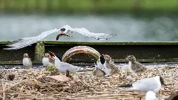 Zoonose: Die Vogelgrippegefahr für Wildvögel scheint vorerst gebannt