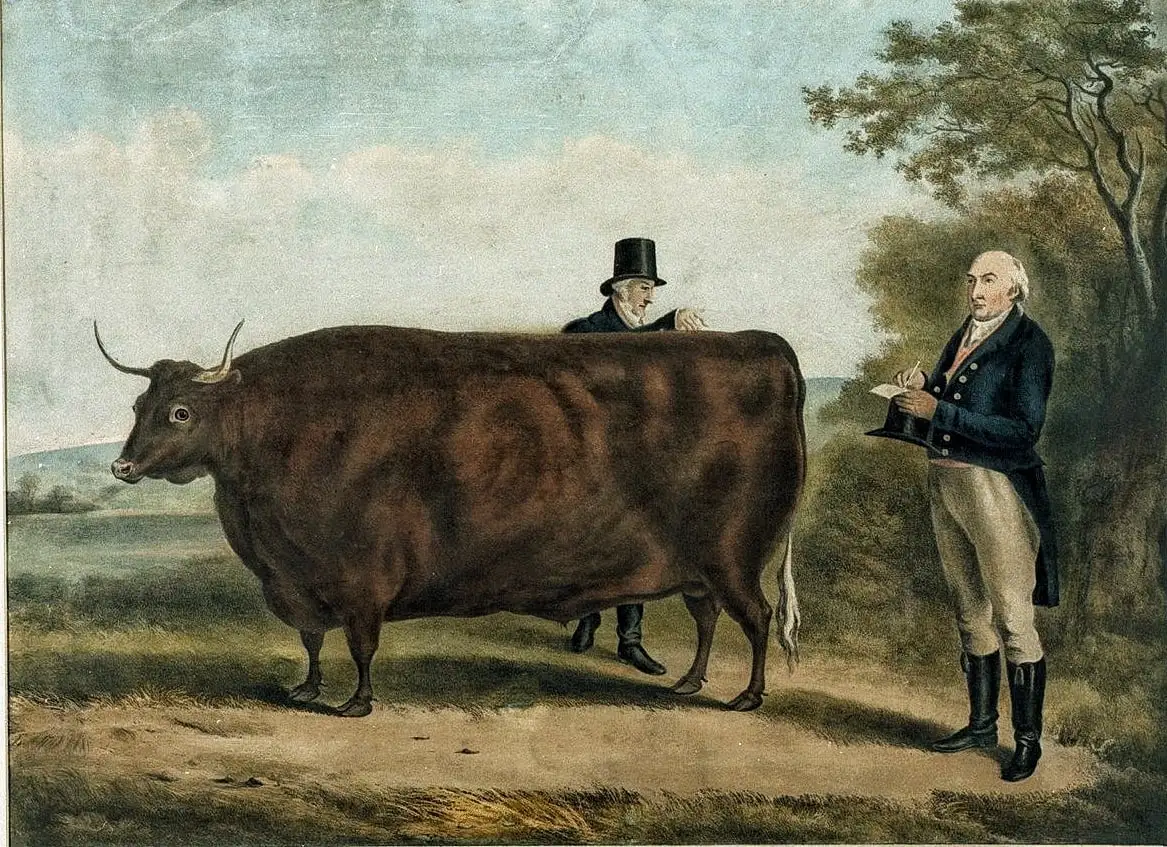 A detailed oil painting of a brown bull beside two gentlemen in fancy 17th century attire, both their bodies entirely proportional. The bull’s legs are minuscule and twiggy and its head is piglike, misshapen, and small. Its body is a lump of bulging muscle, engorged both horizontally and vertically to the point that it is nearly a rectangle on shin-high stilts. 