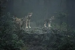 Europe weakens wolf protection