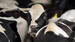 Vogelgrippevirus H5N1 grassiert unter Kühen in den USA
