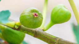 Erstaunliche Ernte: Diese leckeren Südfrüchte werden erfolgreich in Niedersachsen angebaut