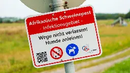 Fragen und Antworten: Darum ist die Afrikanische Schweinepest so ein großes Problem