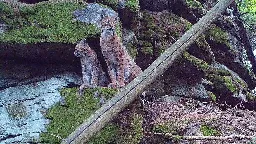 Ausgewildert im Steinwald: So geht es den Luchsen heute