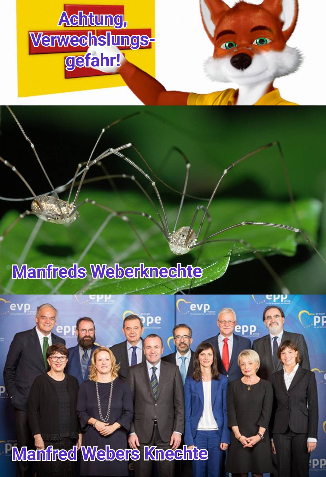 Verwechslungsgefahr! (Bild Weberknechte) Weberknechte / (Bild EVP-Abgeordnetys) Weber-Knechte