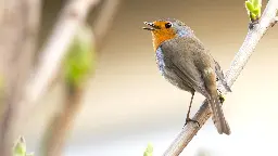 Gefiederte Nachbarn - Die bunte Welt der Gartenvögel