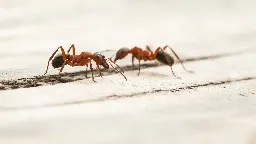 Kampf gegen Ameisen endet in Spezialklinik