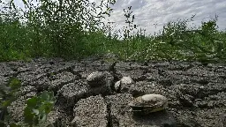 Nach Kachowka-Katastrophe: Ein Stausee wird zum Urwald