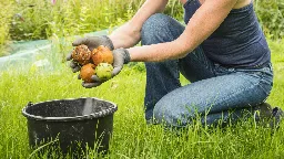 Fallobst im Garten: Verfaulen lassen, verwerten oder entsorgen?