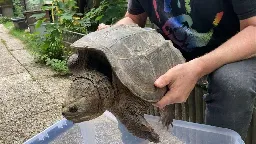 Vom Hochwasser angespült: Exotische Schnappschildkröte gefunden