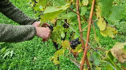 "Einer der besten Jahrgänge": Am Bodensee läuft die Weinlese