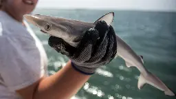 Brasilianische Scharfnasenhaie mit Kokain verseucht