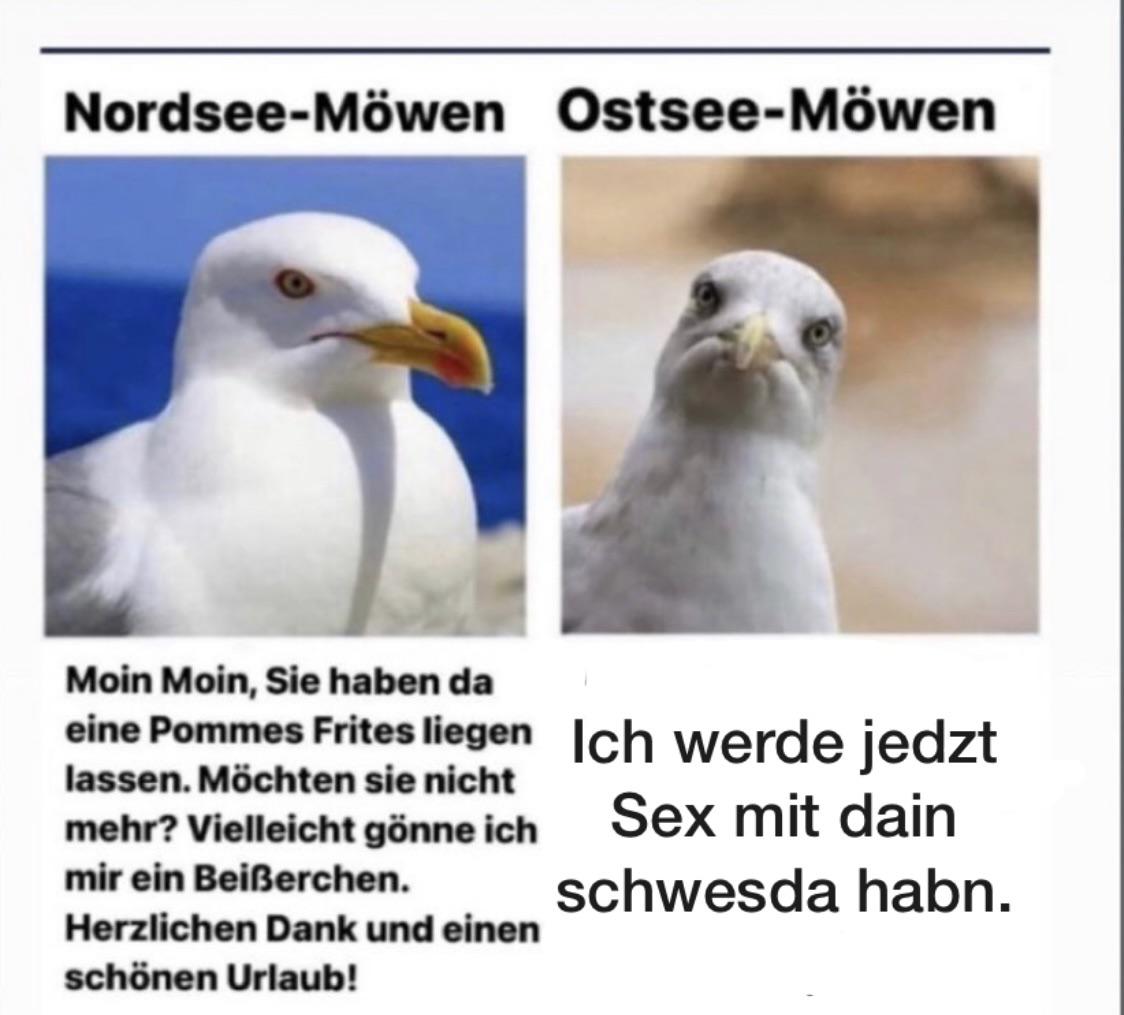 Links wird eine “Nordsee-Möwe” dargestellt, die höflich und formell wirkt. Der Text dazu lautet:  „Moin Moin, Sie haben da eine Pommes Frites liegen lassen. Möchten Sie nicht mehr? Vielleicht gönne ich mir ein Beißerchen. Herzlichen Dank und einen schönen Urlaub!”  Rechts ist eine “Ostsee-Möwe” abgebildet, die mit einem herausfordernden Gesichtsausdruck gezeigt wird. Der Text dazu lautet:  „Ich werde jedzt Sex mit dain schwesda habn.”