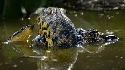 »Wildlife Photographer of the Year«: Wenn die Anakonda dem Kaiman das Maul verknotet