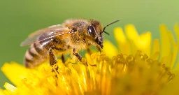 Weltweite Ernteeinbrüche durch Bestäubermangel