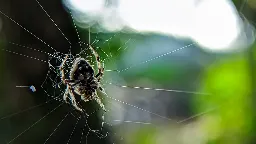 Wie spannt eine Spinne ein Netz zwischen zwei entfernten Bäumen?