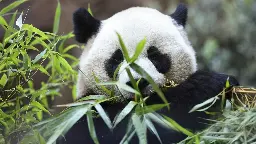 Chinas fluffige Diplomaten - und die Zweifel an den Panda-Zahlen