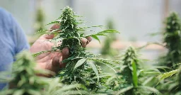 Cannabis: Umgang in Deutschland und anderen EU-Staaten