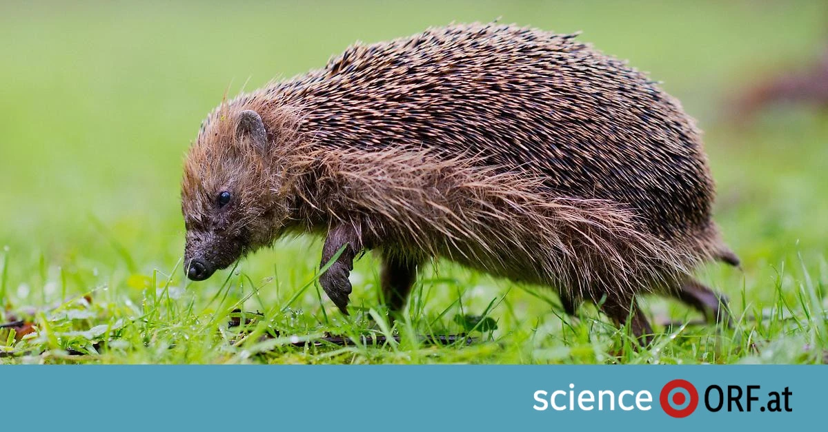 Igel erstmals auf Liste bedrohter Arten