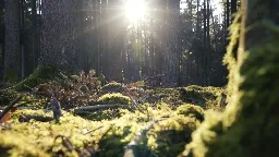 Granaten im Boden: Bamberg soll 270 Hektar Wald sperren