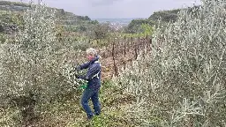 Erstes Olivenöl am Kaiserstuhl gepresst - und so schmeckt's