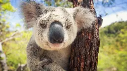 Australien: Koalas haben miese Aussichten