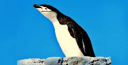 Warum geraten Pinguine in Ekstase?