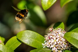 Nektarsammler mit Niedlichkeitsfaktor: Hummeln sind echte Flugtalente