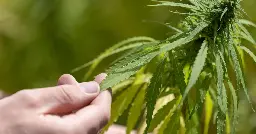 13 Anträge auf Cannabis-Anbau in Rheinland-Pfalz