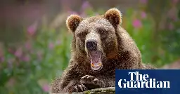 Sweden to kill 20% of its brown bears in annual hunt