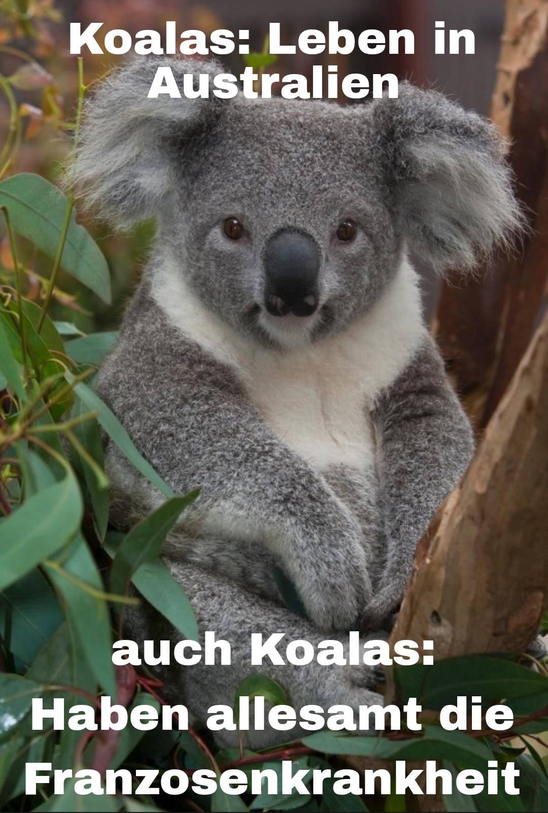 die meisten Koalas haben Syphilis