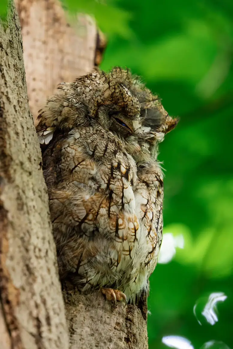 Un hibou piquant une sieste perché sur un arbre. Il a un magnifique plumage aux tons caramel, beige qui le fait fondre dans le décors.