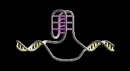 Unsere DNA hat gut 53.000 Knoten