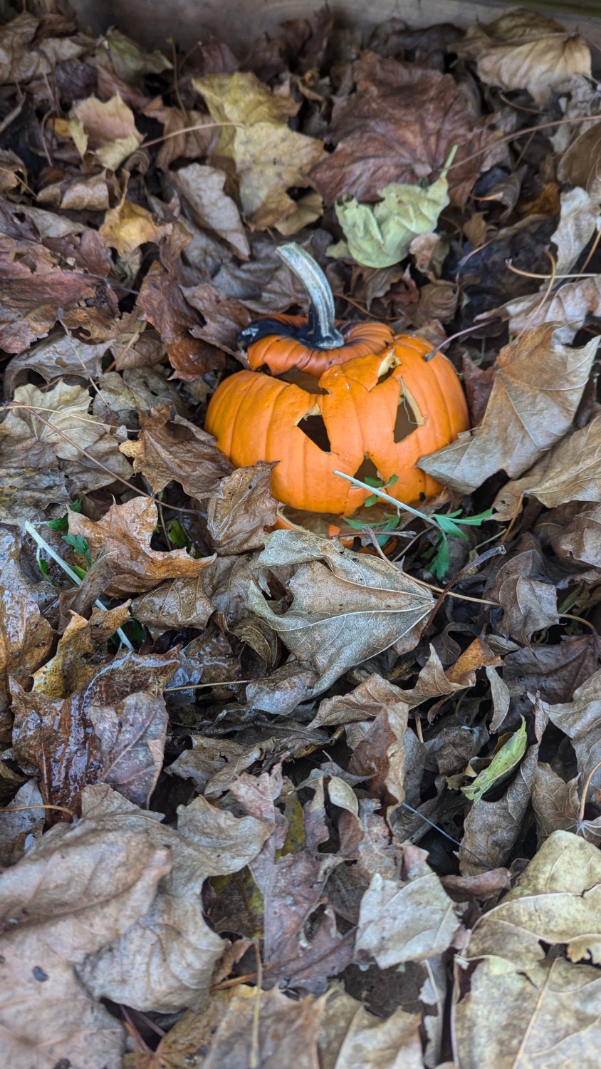 Photo of a carved Halloween pumpkin half buried in a pile of leaves