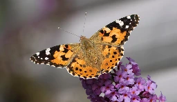 Rekord: Schmetterlinge überqueren den Atlantik
