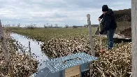 Wassermanagement statt Wiesenbrüter-Schutz – geht der Plan auf?