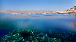 Studie: Korallenriffe im Roten Meer wachsen langsamer