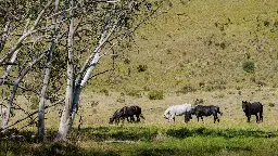 Australische Wildpferde dürfen weiter abgeschossen werden