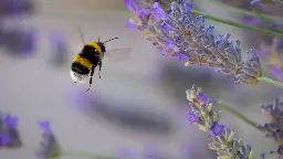 Eusozialität: Große Hummeln fliegen schneller, alte Hummeln fliegen weiter