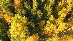 So geht es dem Wald in BW: Leicht erholt, aber keine Entwarnung