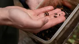 Hartschalige Oberpfälzer: Flussperlmuscheln ausgewildert