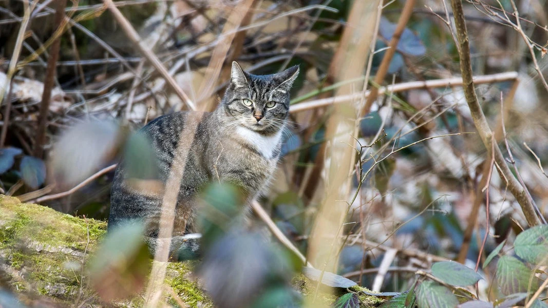 2.580 Katzen in SH erschossen, weil sie mehr als 200 Meter vom nächsten Haus entfernt waren