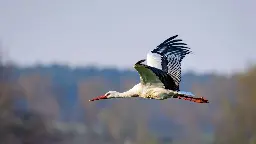 Kulturfolger: Storch kam erst im Mittelalter nach Norddeutschland