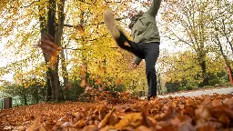 Auf Laub ausgerutscht: Wer haftet bei Unfällen durch Herbstlaub?