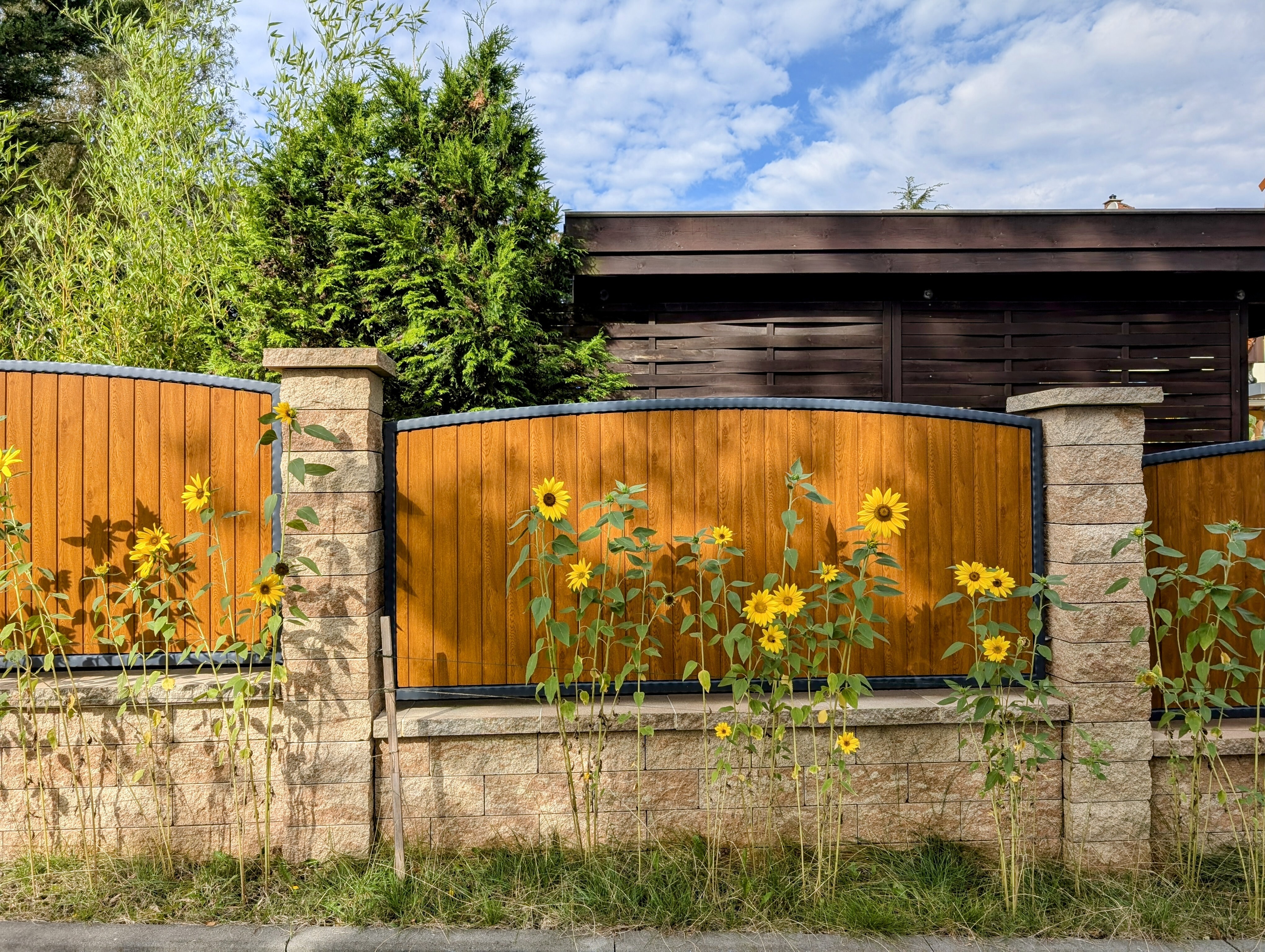 Sonnenblumen vor Gartenzaun