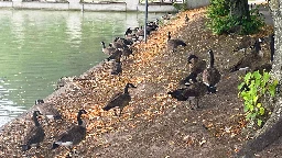 Wildgänse-Invasion verdreckt Kölner Parks