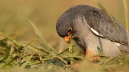 Vogelzug: Amurfalken betreiben Binge Eating