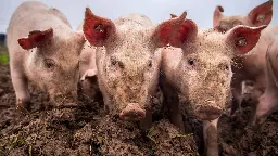 Schweinepest: Sperrzone jetzt auch in Teilen Baden-Württembergs - Wildschwein in Hessen war infiziert