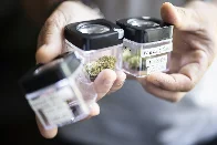 Erste Cannabis-Shops in Deutschland: Kiffen für die Wissenschaft