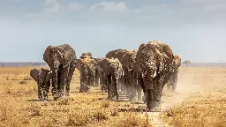 Tiergemeinschaften: Soziale Arten leben länger